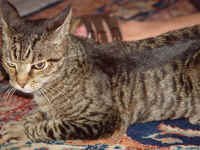 buster_1.jpg (628839 bytes)