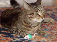 buster_mmouse_4.jpg (615571 bytes)