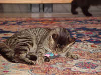 buster_mouse_2.jpg (590573 bytes)