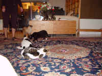 mice_2.jpg (596997 bytes)