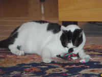 pip_mouse_1.jpg (237513 bytes)