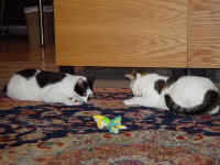 pip_oliver_mouse_1.jpg (1382571 bytes)