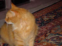 scamp_1.jpg (588184 bytes)