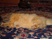 scamp_mouse_2.jpg (593073 bytes)