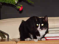 winnie_2.jpg (504996 bytes)