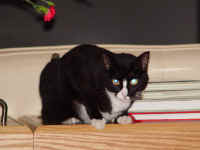 winnie_3.jpg (537619 bytes)