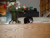 winnie_4.jpg (620025 bytes)